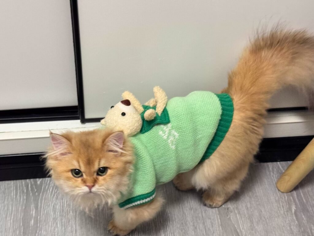OEM pet sweater